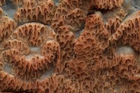 Attēlu rezultāti vaicājumam “Melampsoridium sp.”