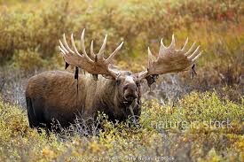 Attēlu rezultāti vaicājumam “Alces alces”