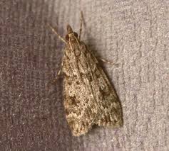 Attēlu rezultāti vaicājumam “Trichia ambigua macro”