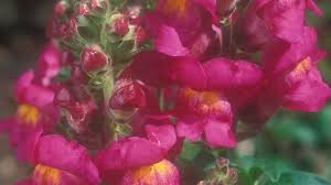 Attēlu rezultāti vaicājumam “Antirrhinum majus flower”