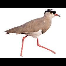 Attēlu rezultāti vaicājumam “Vanellus vanellus adult”