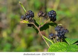 Attēlu rezultāti vaicājumam “Rubus caesius fruit”