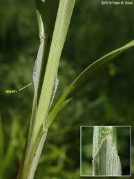 Attēlu rezultāti vaicājumam “Carex digitata leaf”