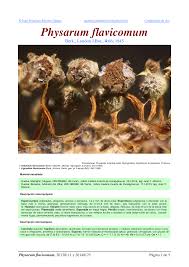 Attēlu rezultāti vaicājumam “Physarum flavicomum”