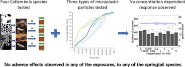 Attēlu rezultāti vaicājumam “Heteromurus nitidus”