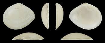 Attēlu rezultāti vaicājumam “Macoma baltica”