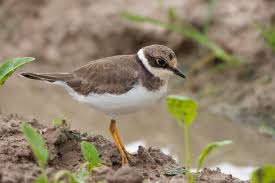 Attēlu rezultāti vaicājumam “Charadrius dubius adult”
