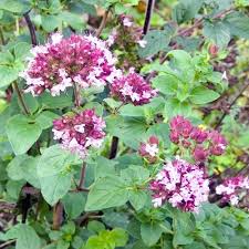 Image result for Origanum vulgare
