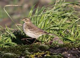 Image result for Anthus spinoletta