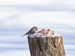 Attēlu rezultāti vaicājumam “Carduelis flammea female”