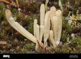 Attēlu rezultāti vaicājumam “Clavaria argillacea”