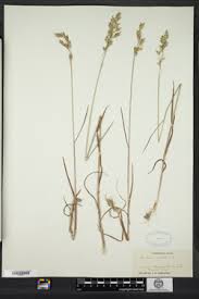 Attēlu rezultāti vaicājumam “Bromus secalinus”