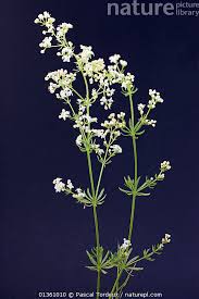 Attēlu rezultāti vaicājumam “Galium album flower”