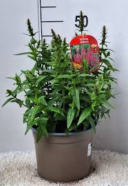 Attēlu rezultāti vaicājumam “Lythrum salicaria fruit”