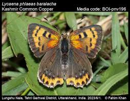 Attēlu rezultāti vaicājumam “Lycaena phlaeas female”
