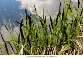 Attēlu rezultāti vaicājumam “Carex acuta”