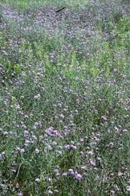 Attēlu rezultāti vaicājumam “Centaurea stoebe flower”