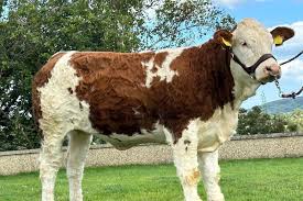 Image result for SIMTA Cumbria