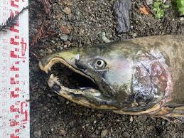 Image result for Oncorhynchus kisutch