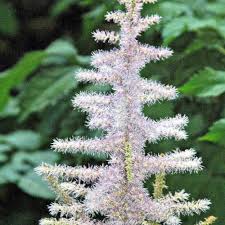 Attēlu rezultāti vaicājumam “Astilbe chinensis leaf”