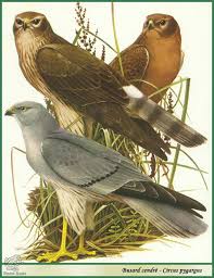 Attēlu rezultāti vaicājumam “Circus pygargus”