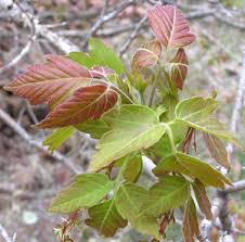 Attēlu rezultāti vaicājumam “Acer negundo leaf”