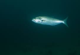 Image result for Pomatomus saltatrix