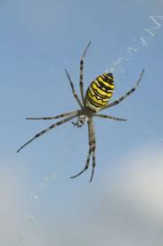 Attēlu rezultāti vaicājumam “Argiope bruennichi”