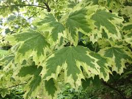 Attēlu rezultāti vaicājumam “Acer platanoides”