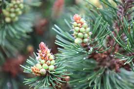 Attēlu rezultāti vaicājumam “Pinus mugo fruit”