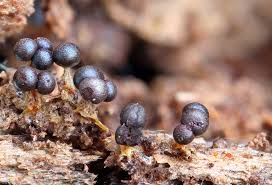 Attēlu rezultāti vaicājumam “Physarum leucopus”