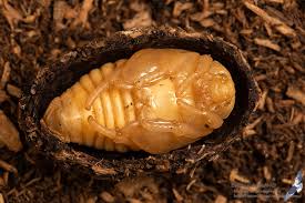 Attēlu rezultāti vaicājumam “Osmoderma barnabita”