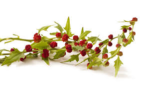 Attēlu rezultāti vaicājumam “Chenopodium foliosum fruit”