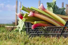 Attēlu rezultāti vaicājumam “Rheum rhabarbarum fruit”