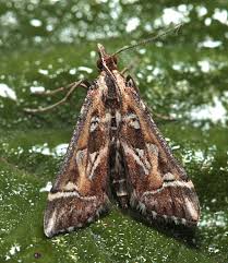 Attēlu rezultāti vaicājumam “Diasemia reticularis”