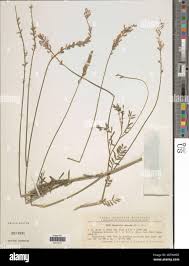 Attēlu rezultāti vaicājumam “Onobrychis arenaria”