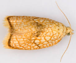 Attēlu rezultāti vaicājumam “Acleris forsskaleana”