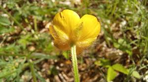 Attēlu rezultāti vaicājumam “Ranunculus polyanthemos”