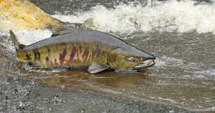 Image result for Oncorhynchus keta