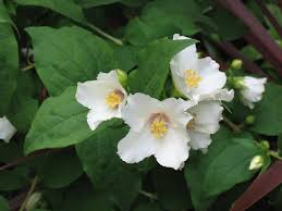 Attēlu rezultāti vaicājumam “Philadelphus lemoinei”