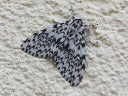 Attēlu rezultāti vaicājumam “Lymantria monacha imago”