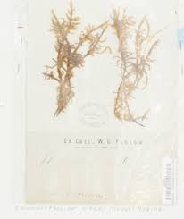 Attēlu rezultāti vaicājumam “Tomentypnum nitens”