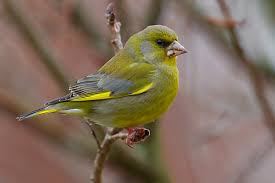 Attēlu rezultāti vaicājumam “Chloris chloris male”