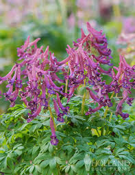 Attēlu rezultāti vaicājumam “Corydalis solida fruit”