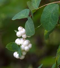 Attēlu rezultāti vaicājumam “Symphytocarpus trechisporus”