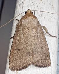 Attēlu rezultāti vaicājumam “Amphipyra”