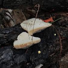 Attēlu rezultāti vaicājumam “Perenniporia subacida”