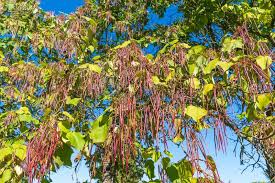 Attēlu rezultāti vaicājumam “Catalpa ovata fruit”