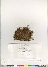 Attēlu rezultāti vaicājumam “Cinclidium stygium”