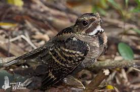 Attēlu rezultāti vaicājumam “Caprimulgus europaeus juvenile”